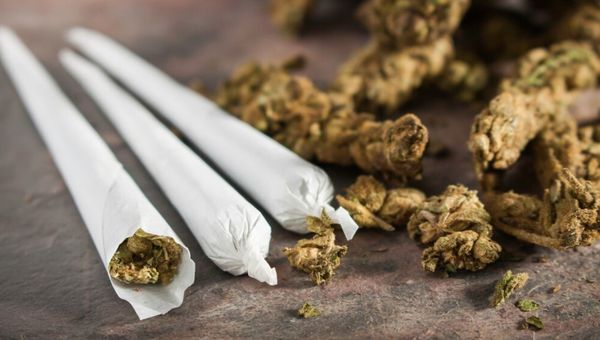 Oknum Pegawai Imigrasi Tanjungpinang Ditangkap Atas Kepemilikan Ganja