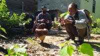 Bunga Bangkai Tumbuh Diperkarangan Rumah Warga