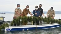 Gubernur Kepri Panen Rumput Laut di Pulau Jaga