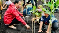 Jokowi Tanam Mangrove dan Lepas Liarkan Elang Laut di Pulau Setokok