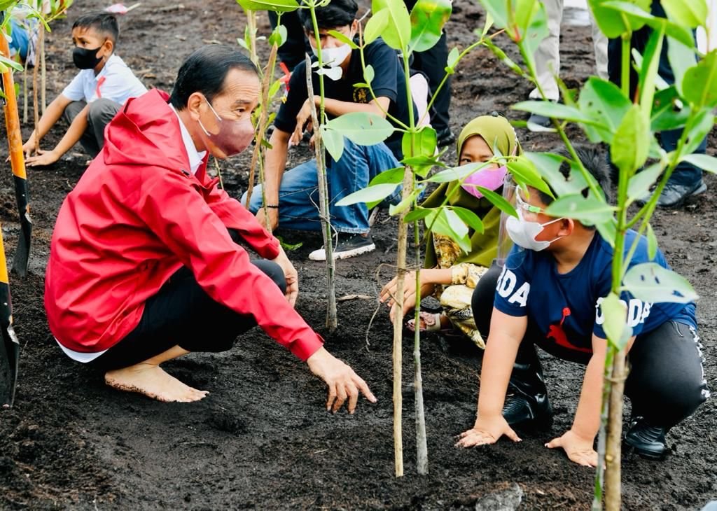Jokowi Tanam Mangrove dan Lepas Liarkan Elang Laut di Pulau Setokok