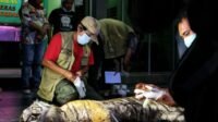 Seekor Harimau Sumatera Ditemukan Tewas Terjerat Kawat