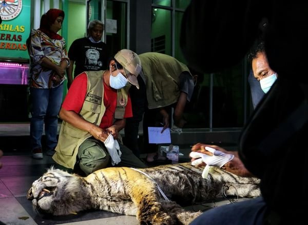 Seekor Harimau Sumatera Ditemukan Tewas Terjerat Kawat