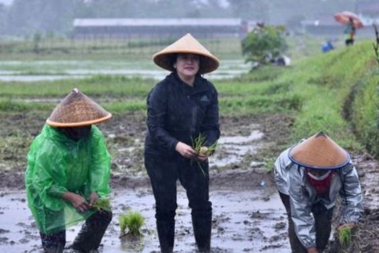 Susi dan Fadli Zon Kritik Puan Maharani Tanam Padi di Sleman