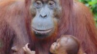 Bayi Orangutan Lahir di Suaka Margasatwa Lamandau