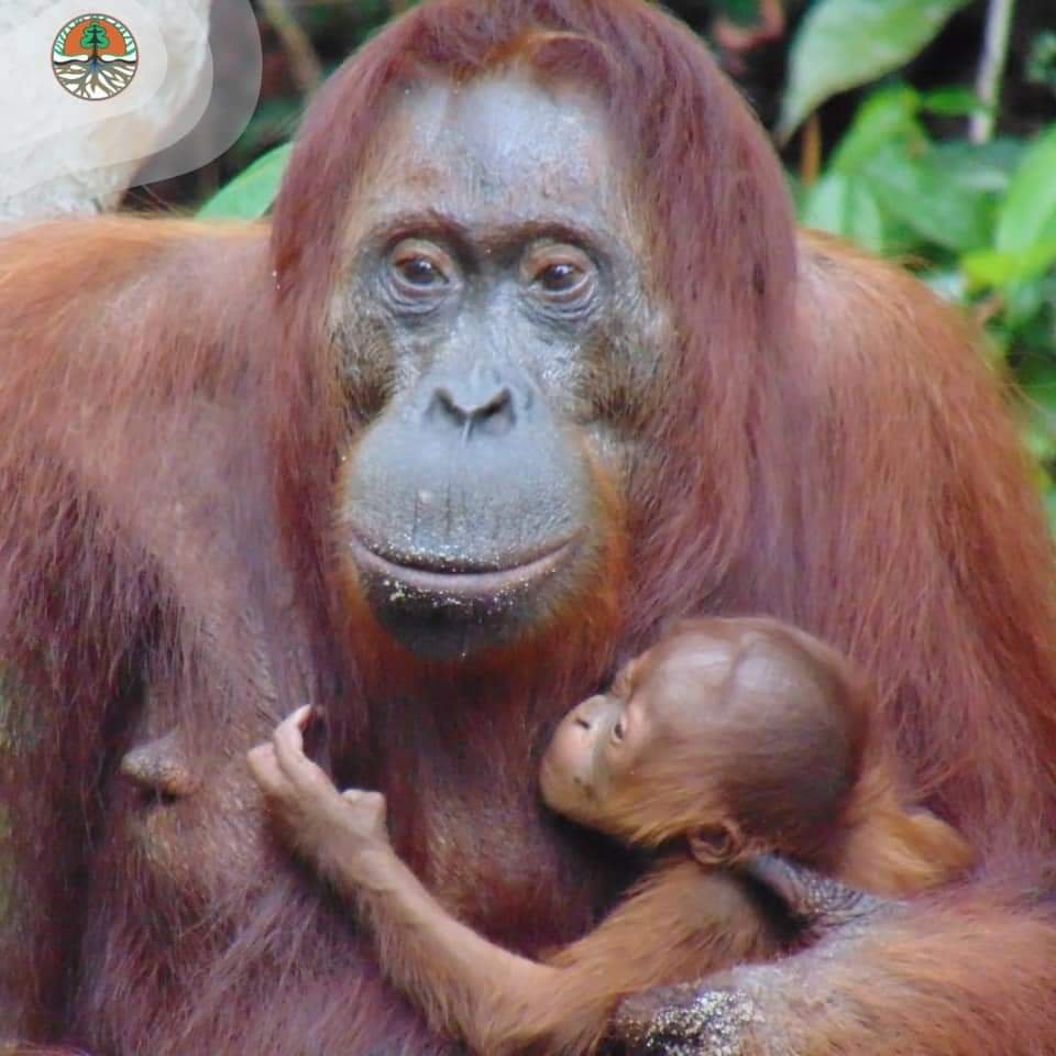 Bayi Orangutan Lahir di Suaka Margasatwa Lamandau