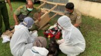 Tujuh Satwa Dilindungi di Rumah Bupati Langkat Nonaktif Dievakuasi Tim KLHK