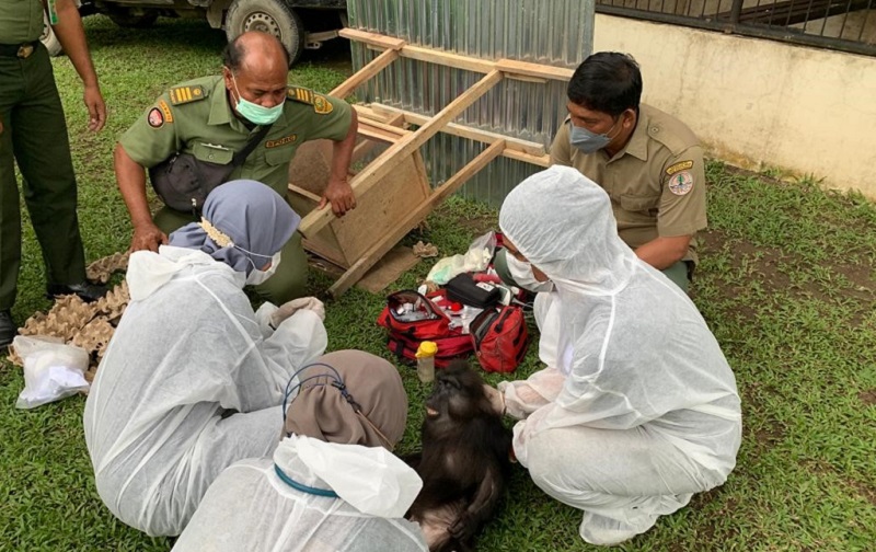 Tujuh Satwa Dilindungi di Rumah Bupati Langkat Nonaktif Dievakuasi Tim KLHK