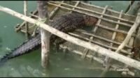 Buaya Sepanjang 2,5 Meter Ditemukan Mati Tersangkut di Kelong Warga