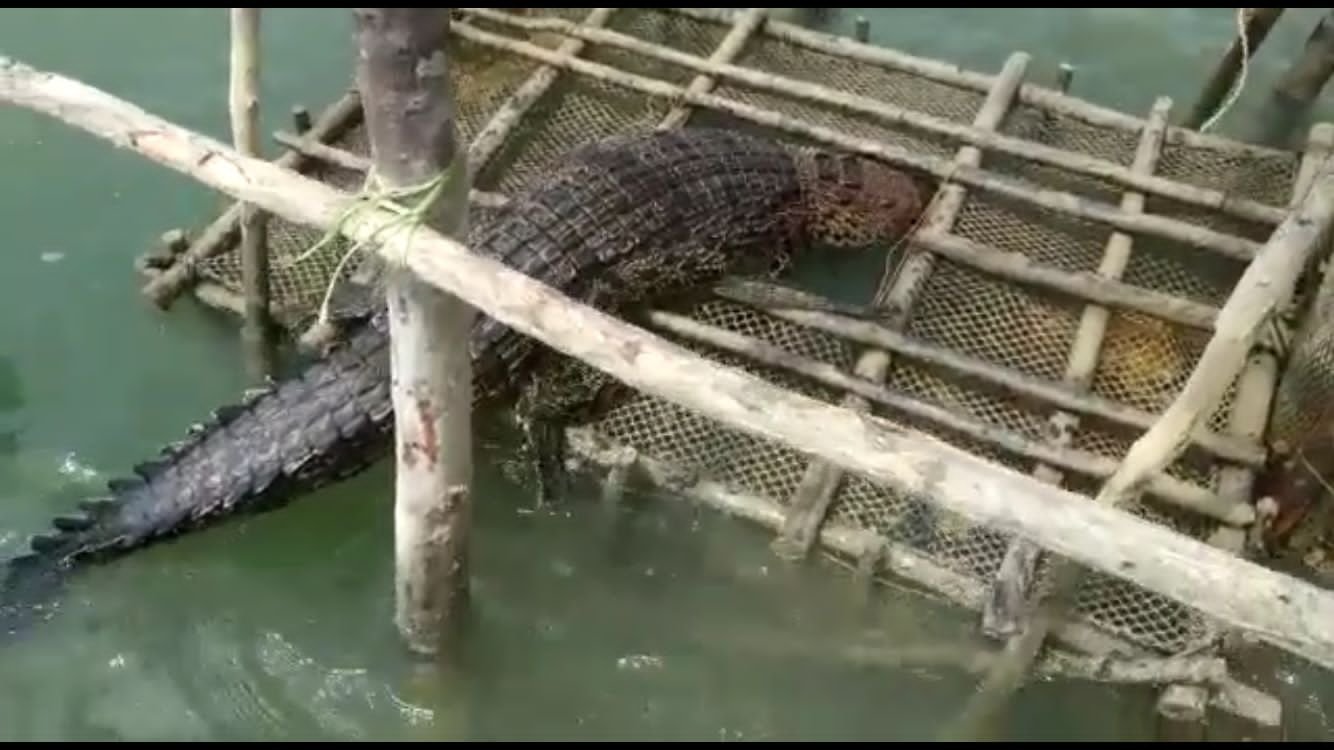 Buaya Sepanjang 2,5 Meter Ditemukan Mati Tersangkut di Kelong Warga