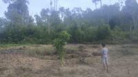 Hutan Lindung Gunung Lengkuas Banyak Patok Tanah, Pemda Terkesan Tutup Mata