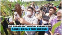 Plt. Bupati Bintan Hadiri Panen Raya 3 Ton Sorgum