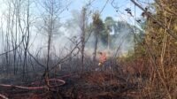 Dua Hektare Lahan di Bintan Terbakar, Petugas dan Warga Berjibau Padamkan Api