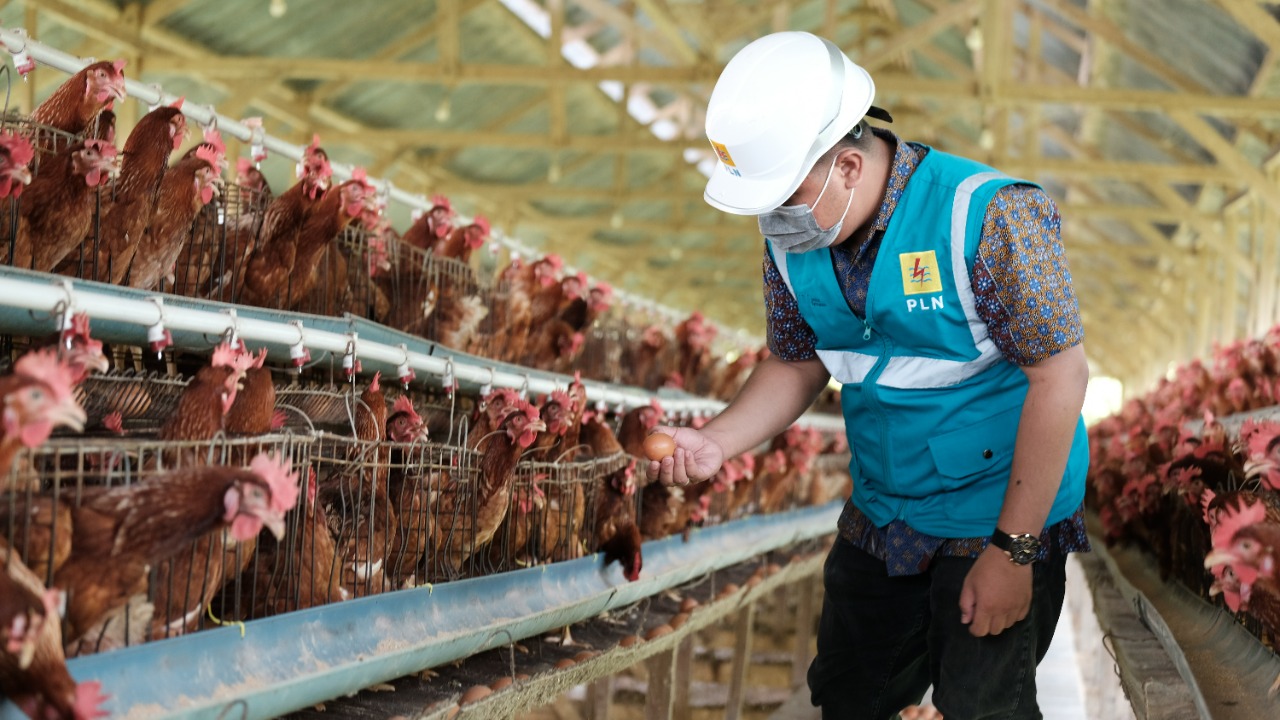 Gunakan Listrik PLN, Peternak Ayam Milenial Bisa Hemat Puluhan Juta Rupiah