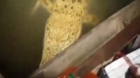 Nelayan Tembeling Resah Diteror Buaya Muara