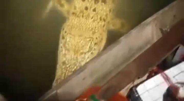 Nelayan Tembeling Resah Diteror Buaya Muara