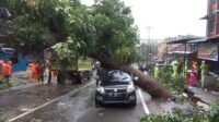 Pohon Tumbang di Jalan Engku Putri dan Meninpa Satu Unit Mobil.