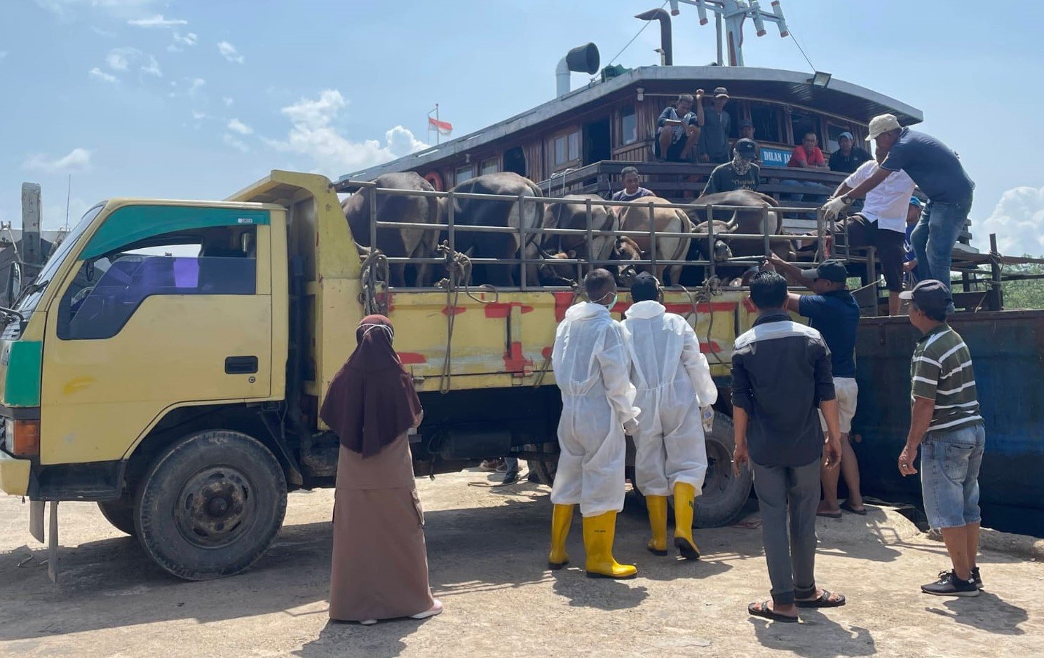 Penuhi Kebutuhan Daging, 36 Ekor Sapi Didatangkan ke Tanjungpinang