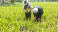 Meningkatkan Kesejahteraan Petani melalui Hilirisasi Pertanian