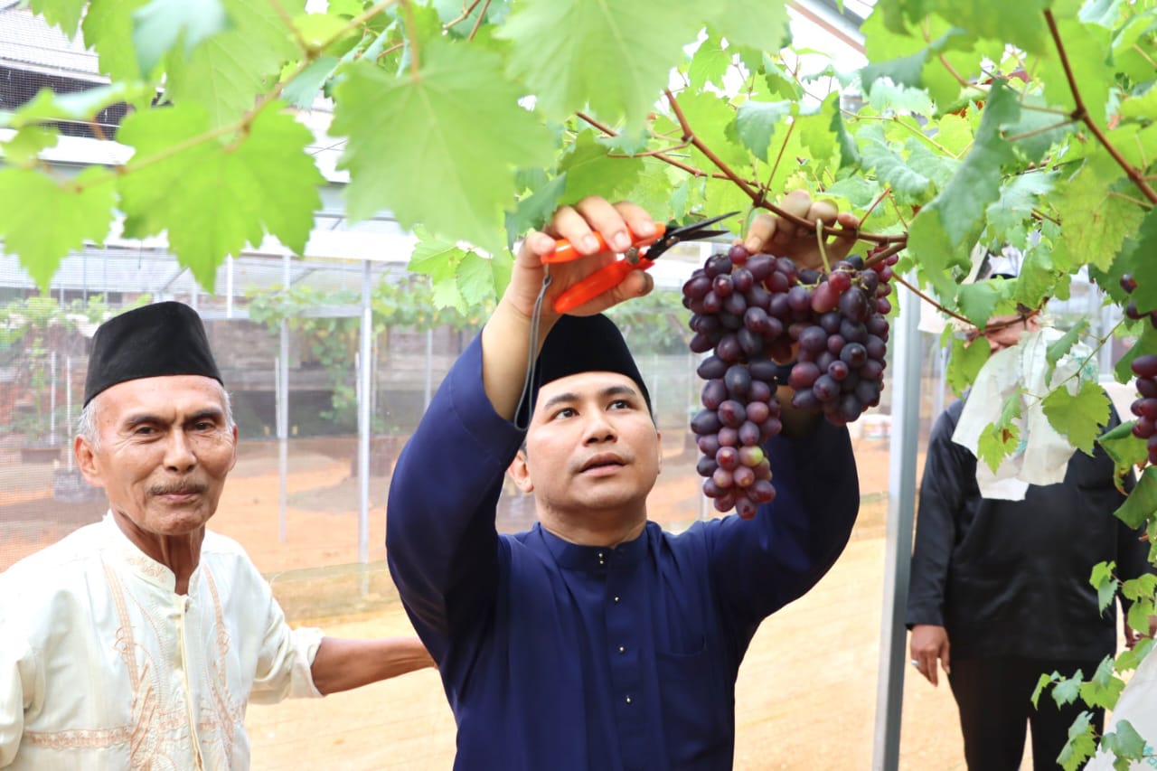 Wabub Bintan Ahdi Kunjungi Perkebunan Anggur di Desa Tembeling.