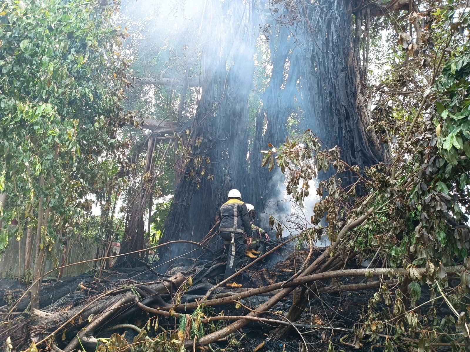 Pohon Are Setinggi 20 Meter di Tanjungpinang Terbakar.