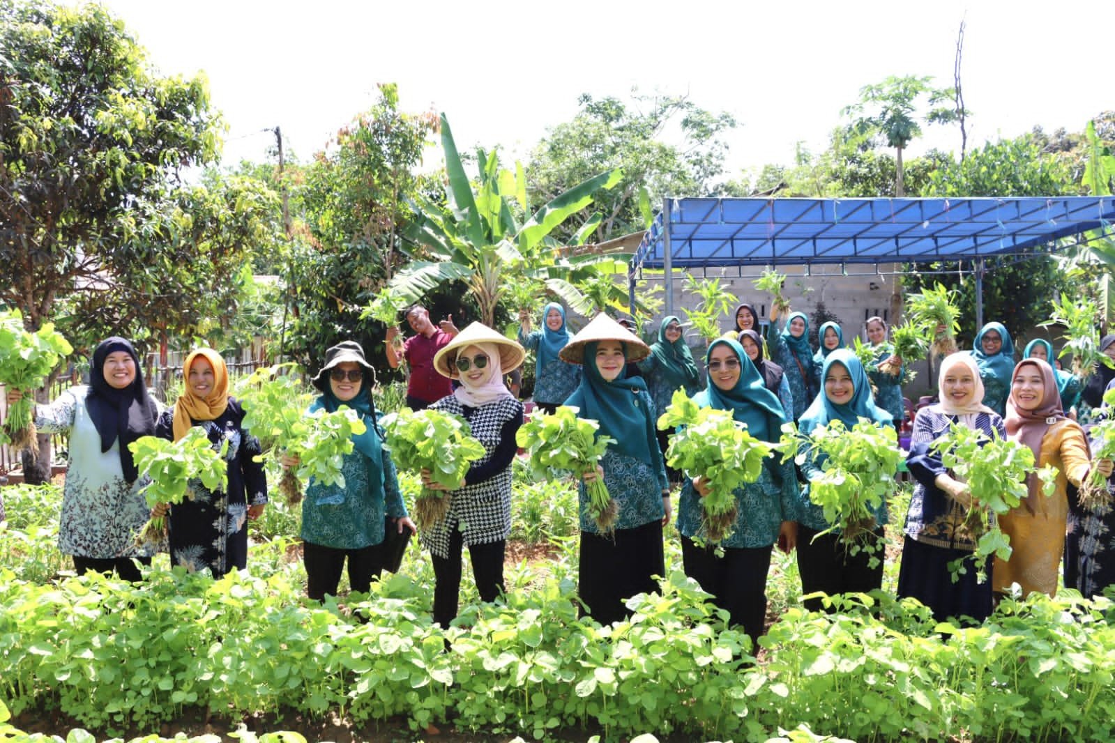 Ketua PKK Bintan Panen Sayur Bersama Dasa Wisma Nila.