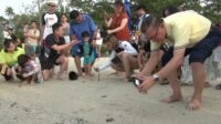 Wisatawan Asing Antusias Ikuti Pelepasan Ratusan Tukik di Pantai Nirwana Gardens Bintan.