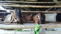 Peternak Hewan Kurban di Tanjungpinang Mulai Datangkan Sapi dan Kambing dari Lampung.