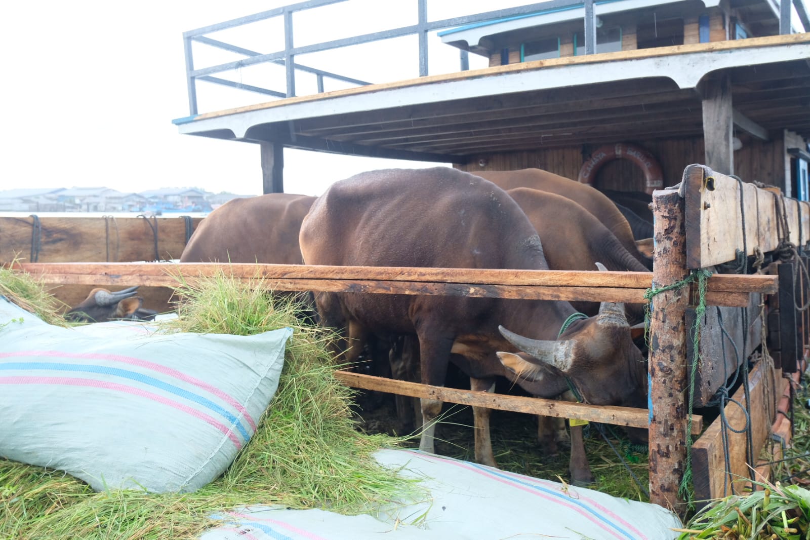 20 Ekor Sapi Asal Jambi Diduga Dikirim Tanpa Dilengkapi Dokumen ke Tanjungpinang.