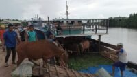 Karantina Kepri Pulangkan 20 Ekor Sapi Asal Jambi yang Datang ke Tanjungpinang.