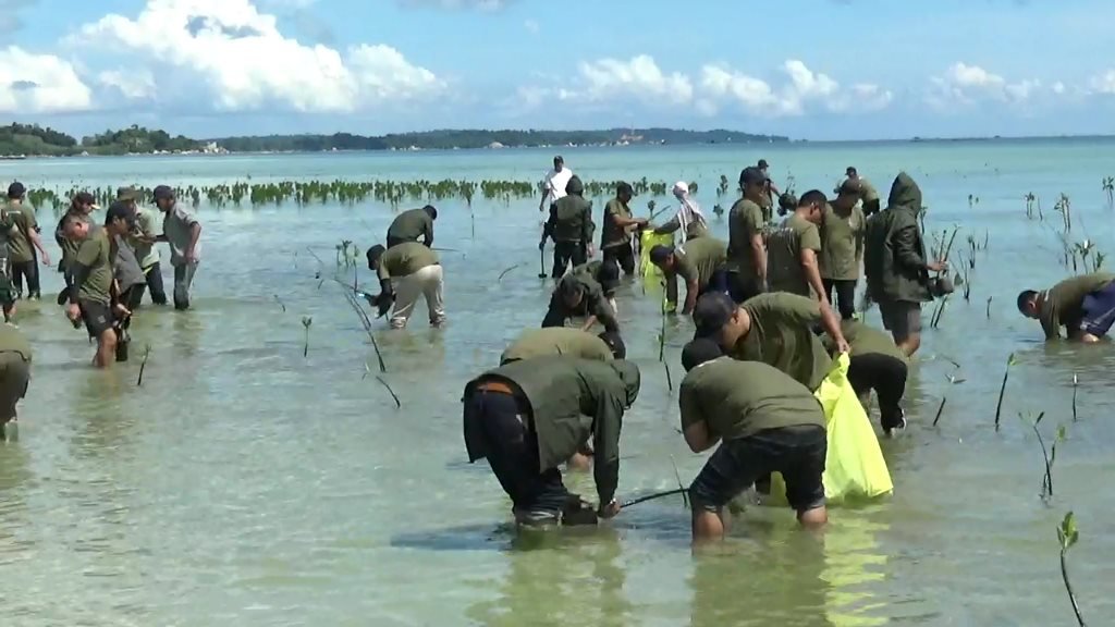 Cegah Abrasi, PT PLN Indonesia Power UBP Kepri Tanam 1000 Mangrove di Bintan.