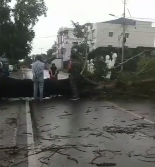 Diterjang Angin Kencang dan Hujan Deras Pohon Besar di Tanjungpinang Tumbang.