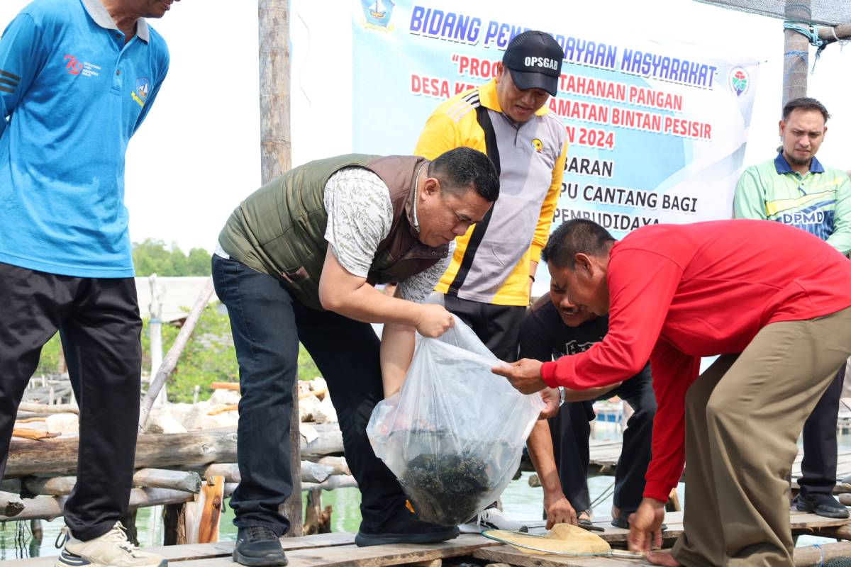 Sekda Bintan Bersama Kelompok Budidaya Laut Tabur 1.200 Benih Ikan Kerapu Cantang.