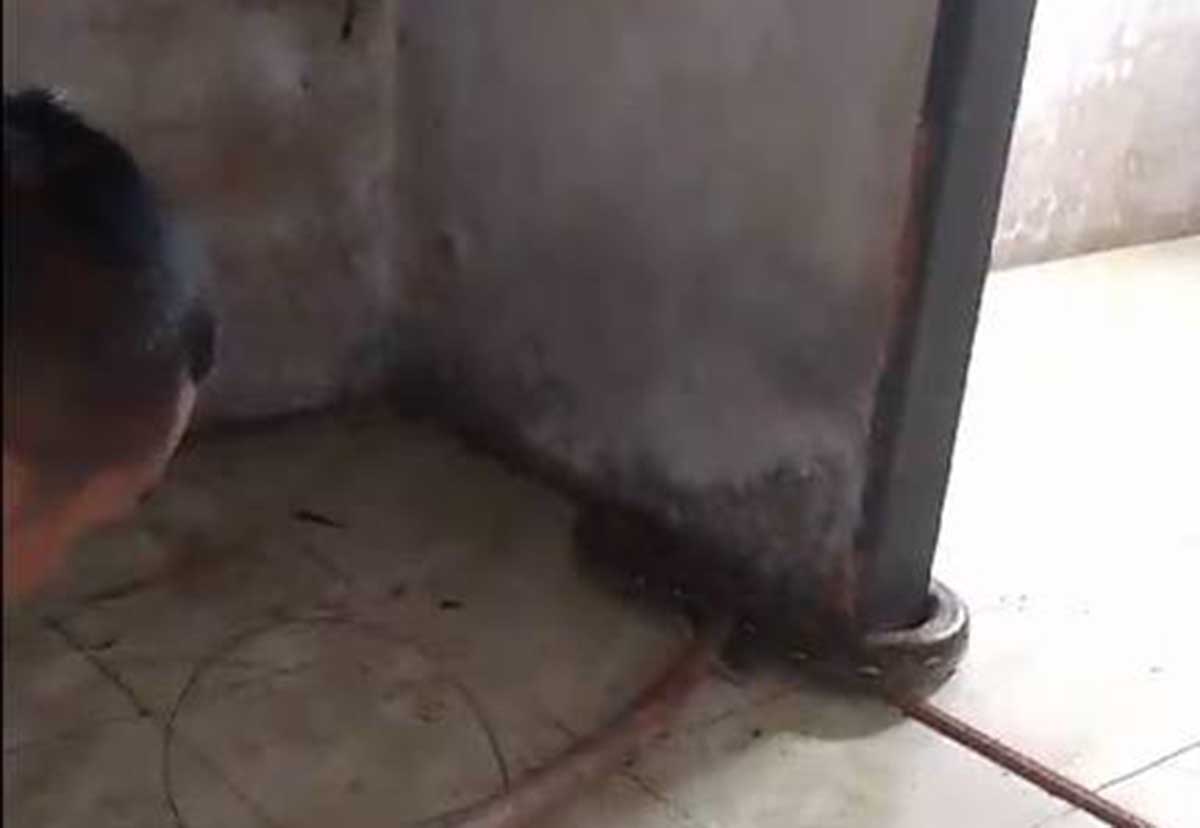 Warga Tanjung Unggat Evakuasi Ular Sanca Sepanjang 5 Meter dari Plafon Rumah