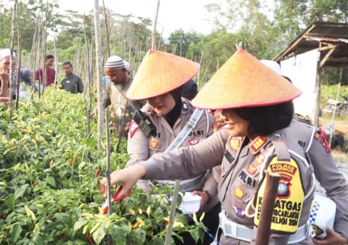 Polres Karimun Dukung Ketahanan Pangan, Gelar Panen Raya Tanaman Cabai Bersama Petani