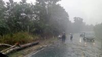 Pohon Tumbang Tutupi Jalan di Bintan, Polisi dan Warga Bergerak Cepat Evakuasi