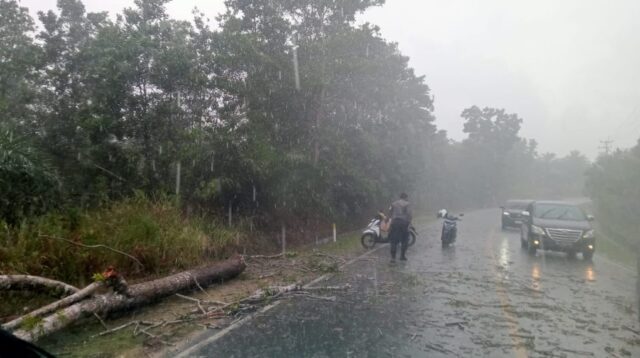 Pohon Tumbang Tutupi Jalan di Bintan, Polisi dan Warga Bergerak Cepat Evakuasi