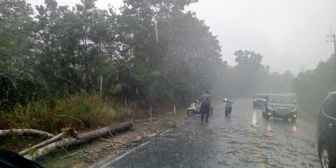 Pohon Tumbang Tutupi Jalan di Bintan, Polisi dan Warga Bergerak Cepat Evakuasi