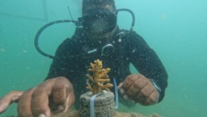 Dukung Konservasi Laut dan Wisata Berkelanjutan, Nirwana Gardens Bintan Tanam Terumbu Karang