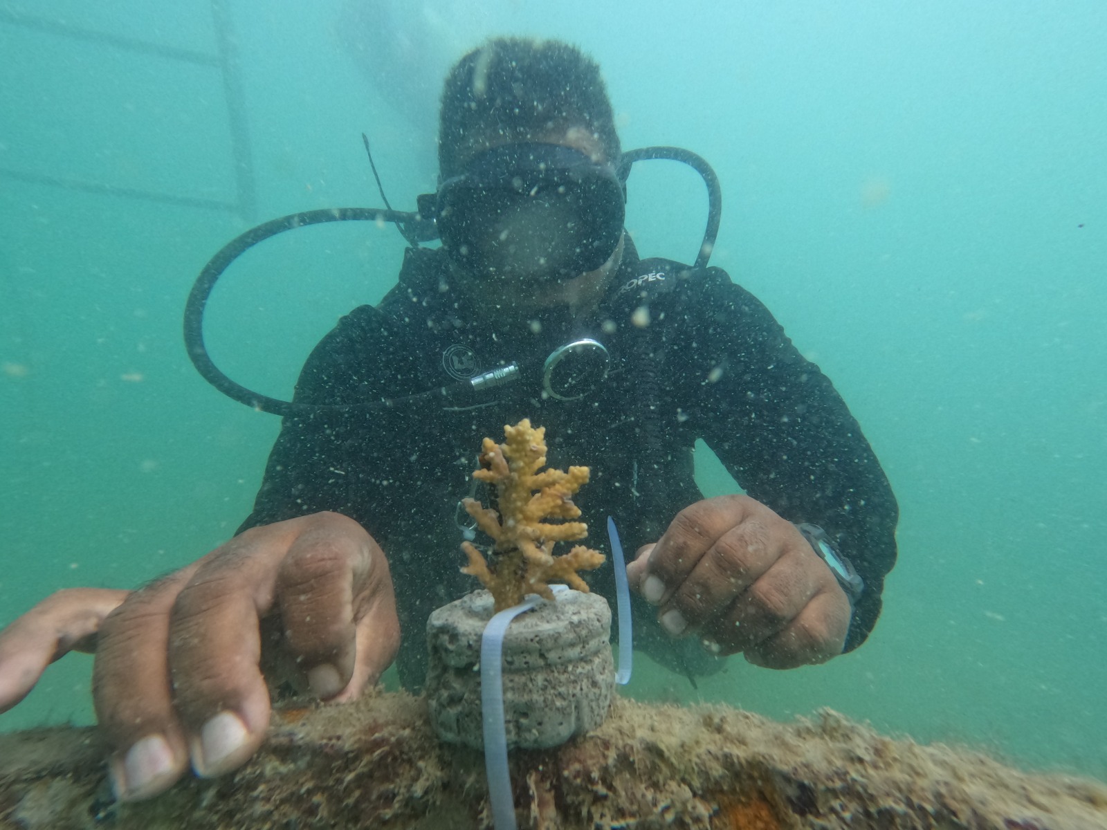 Dukung Konservasi Laut dan Wisata Berkelanjutan, Nirwana Gardens Bintan Tanam Terumbu Karang