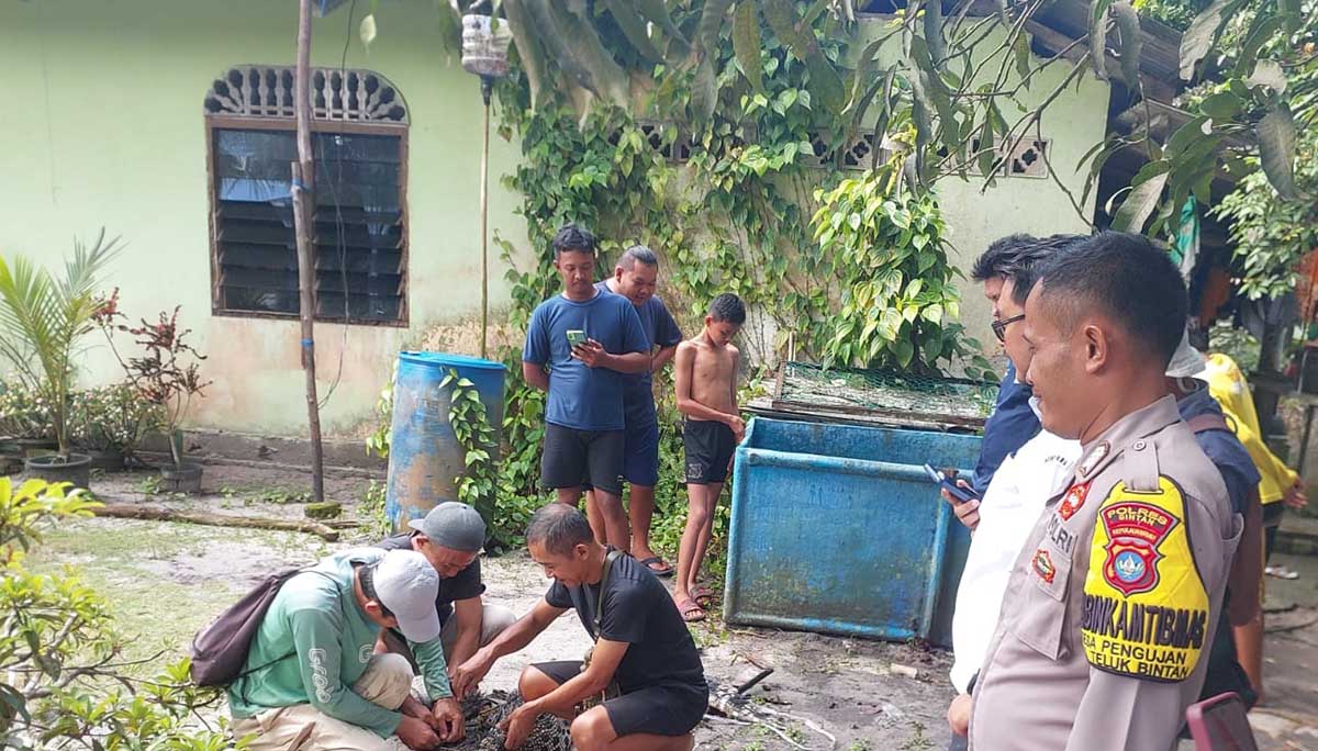 Demi Keselamatan, Buaya Peliharaan Warga Bintan Akhirnya Dievakuasi ke Safari Lagoi