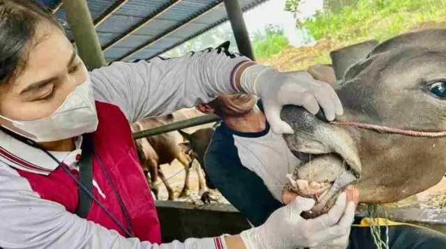 Ribuan Hewan Kurban Masuk Tanjungpinang, Tapi Tak Semua Aman, Ini Hasil Pemeriksaannya