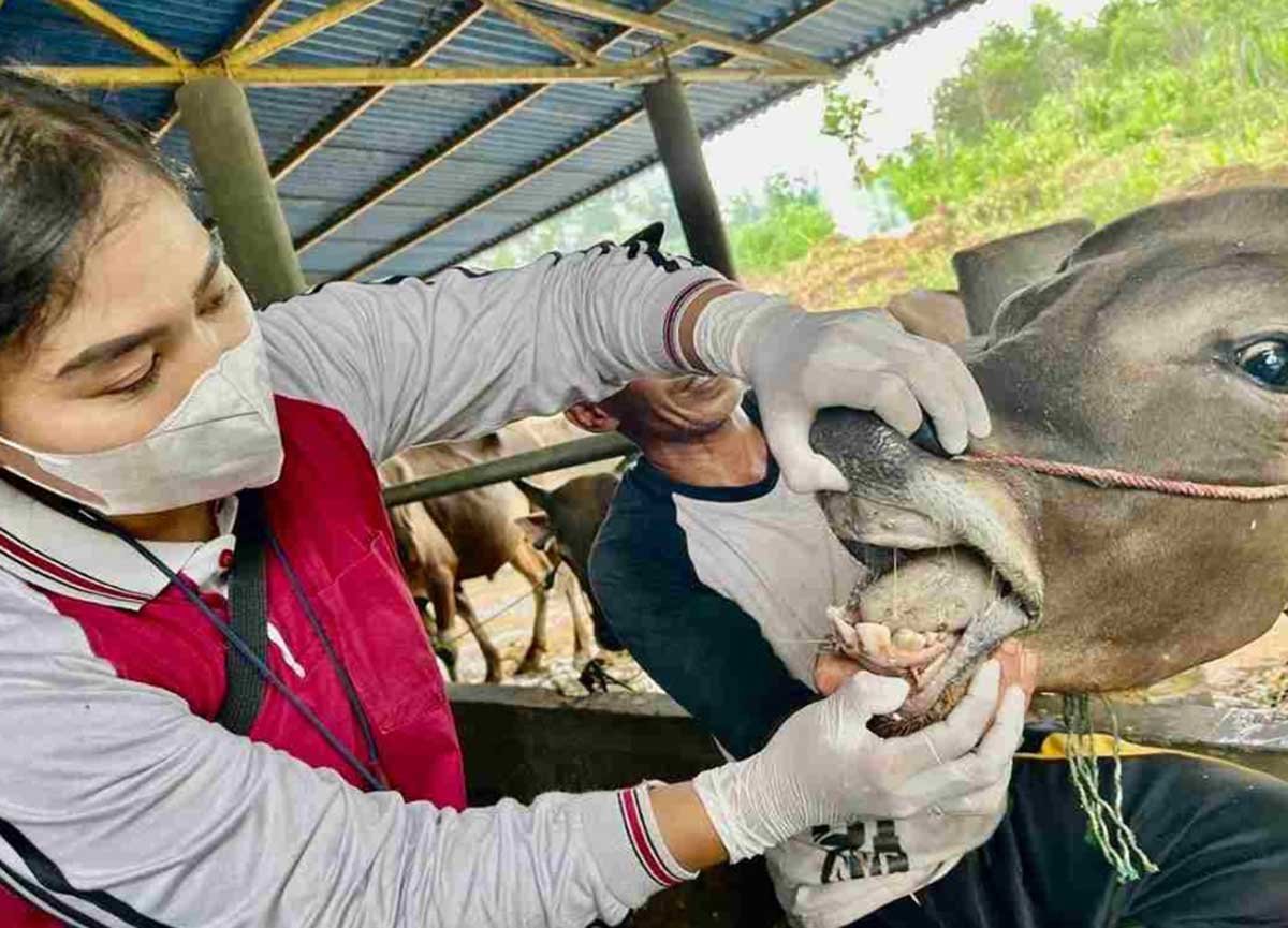 Ribuan Hewan Kurban Masuk Tanjungpinang, Tapi Tak Semua Aman, Ini Hasil Pemeriksaannya