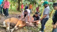 Semangat Kurban di Kota Piring, Dua Sapi Disembelih, Warga Kompak Berbagi