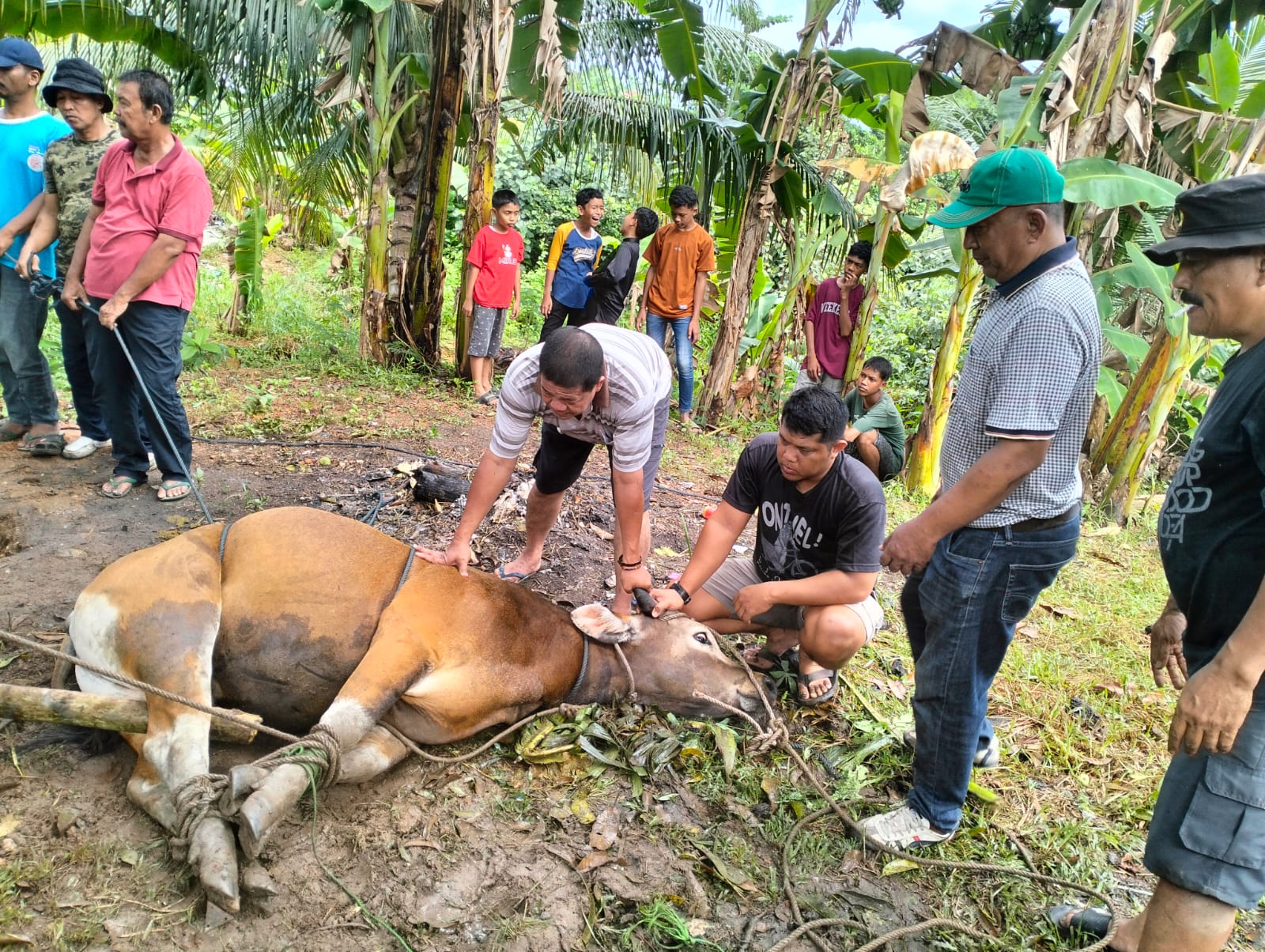 Semangat Kurban di Kota Piring, Dua Sapi Disembelih, Warga Kompak Berbagi