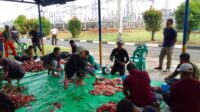 Semangat Berbagi di Iduladha 2025, PLN IP UBP Kepri Sembelih 4 Hewan Kurban