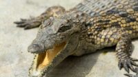 Pemkab Bintan Siapkan Satgas Khusus Atasi Konflik dengan Buaya Liar
