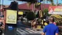 Sapi Kurban Kabur dan Nyelonong ke Mapolresta Tanjungpinang, Bikin Heboh Warga