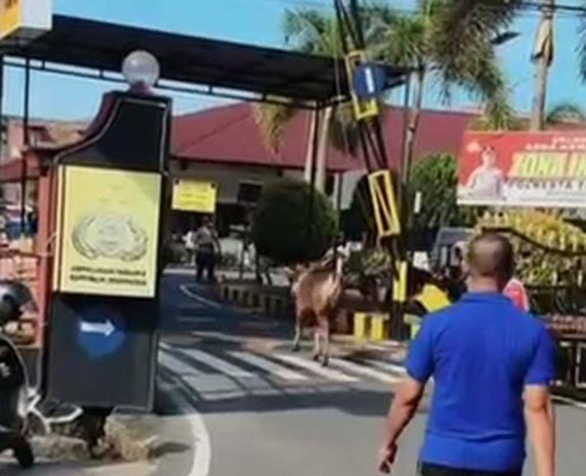 Sapi Kurban Kabur dan Nyelonong ke Mapolresta Tanjungpinang, Bikin Heboh Warga