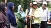 45.000 Bibit Cabai Dibagikan, Pemprov Kepri Ajak Warga Tanam di Pekarangan